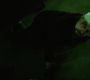 Filename=0991.jpg
Filesize=116KiB
Dimensions=1920x1080
Date added=Feb 23, 2017 0991.jpg