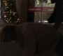 Filename=SPN_0830.jpg
Filesize=45KiB
Dimensions=1280x720
Date added=Dec 16, 2018 SPN_0830.jpg