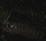 Filename=SPN_0045.jpg
Filesize=172KiB
Dimensions=1920x1080
Date added=Nov 20, 2011 SPN_0045.jpg