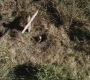 Filename=SPN_0018.jpg
Filesize=468KiB
Dimensions=1280x720
Date added=Jan 23, 2010 SPN_0018.jpg