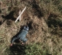 Filename=SPN_0024.jpg
Filesize=460KiB
Dimensions=1280x720
Date added=Jan 23, 2010 SPN_0024.jpg