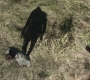 Filename=SPN_0038.jpg
Filesize=203KiB
Dimensions=1280x720
Date added=Jan 23, 2010 SPN_0038.jpg