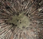 Filename=SPN_0040.jpg
Filesize=276KiB
Dimensions=1280x720
Date added=Jan 23, 2010 SPN_0040.jpg