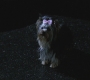 Filename=SPN_0010.jpg
Filesize=105KiB
Dimensions=1280x720
Date added=Jan 27, 2010 SPN_0010.jpg