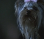Filename=SPN_0012.jpg
Filesize=78KiB
Dimensions=1280x720
Date added=Jan 27, 2010 SPN_0012.jpg