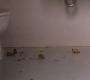 Filename=SPN_0044.jpg
Filesize=45KiB
Dimensions=1280x720
Date added=Nov 15, 2012 SPN_0044.jpg