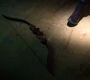 Filename=103Arrow1177.jpg
Filesize=90KiB
Dimensions=1280x720
Date added=Oct 27, 2012 103Arrow1177.jpg