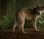 Filename=102GoT1543.jpg
Filesize=109KiB
Dimensions=1280x720
Date added=Jan 09, 2012 102GoT1543.jpg