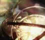 Filename=GoTS2Credits0057.jpg
Filesize=108KiB
Dimensions=1280x720
Date added=Apr 02, 2012 GoTS2Credits0057.jpg