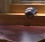 Filename=Glee411-0652.jpg
Filesize=91KiB
Dimensions=1920x1080
Date added=Jun 13, 2018 Glee411-0652.jpg