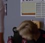 Glee_0935.jpg