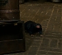 HOTN_0979.jpg