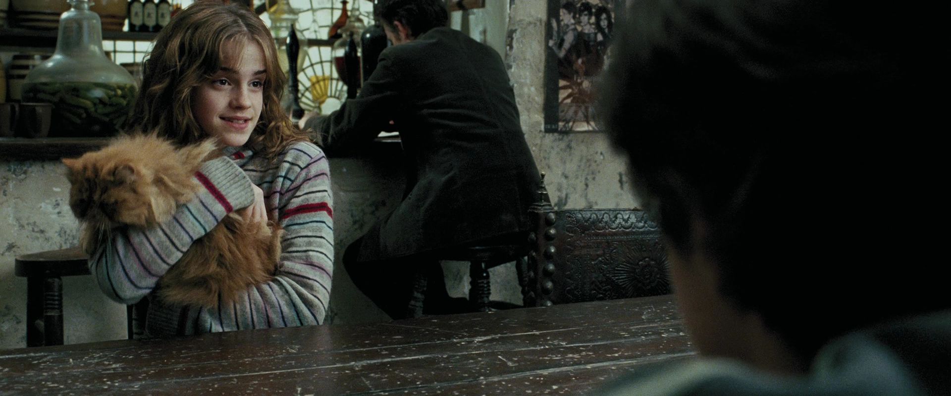 кошка гермионы. кошка гермионы. кот живоглот из гарри поттера. гермиона грейнджер фурри. гарри поттер гермиона и кошка.