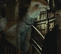 Halfblood-03317.jpg