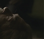 Halfblood-04083.jpg