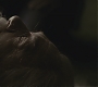 Halfblood-04099.jpg