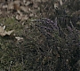 HOTN_2247.jpg