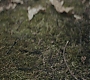 HOTN_2248.jpg