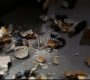 401Smallville0440.jpg