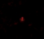 SPN_0004.jpg