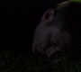SPN_0071.jpg