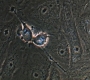 SPN_1054.jpg