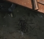 SPN_0016.jpg