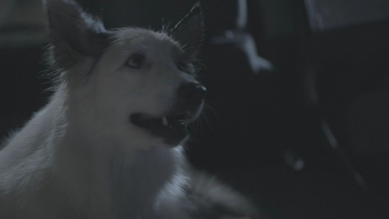 101TeenWolf0605.jpg
