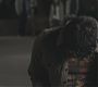 101TeenWolf1148.jpg