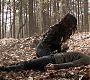 Filename=110TeenWolf0675.jpg
Filesize=185KiB
Dimensions=1280x720
Date added=Aug 17, 2011 110TeenWolf0675.jpg