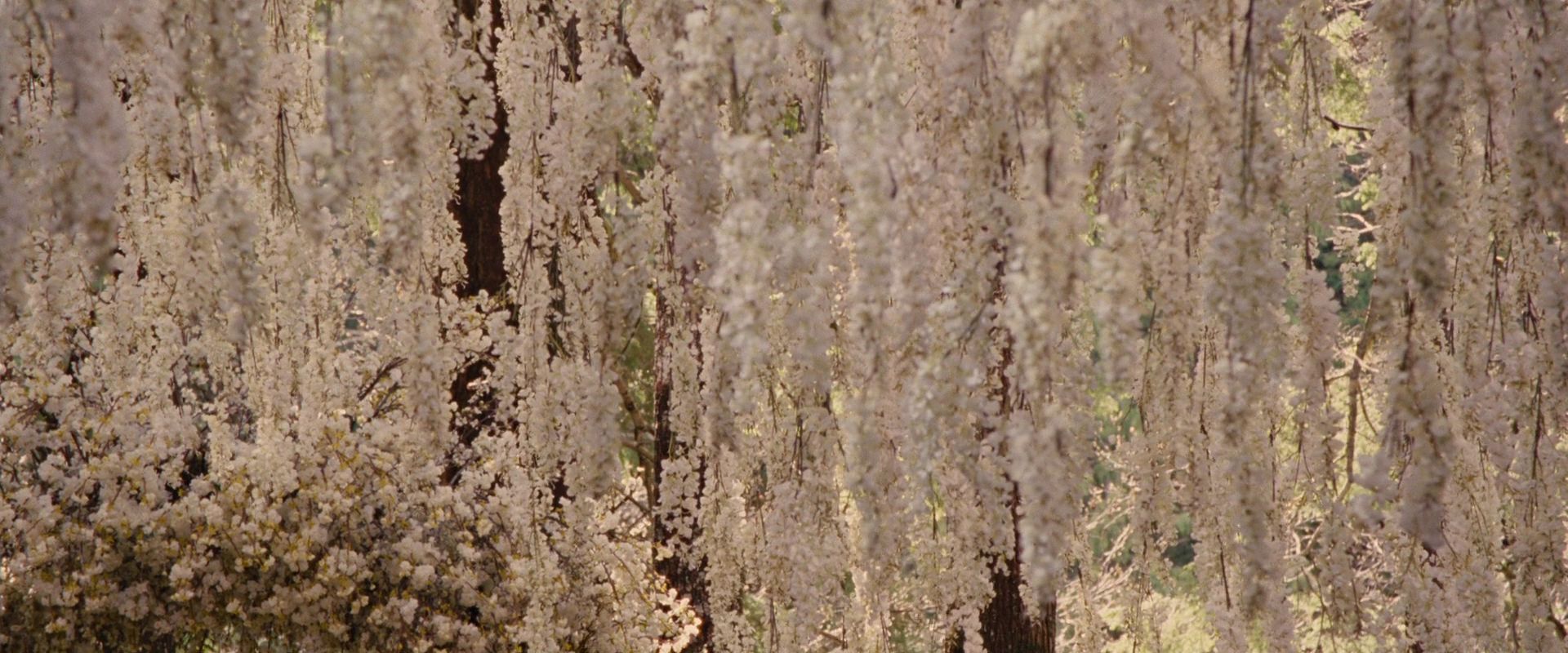 BreakingDawnPt1-0458.jpg