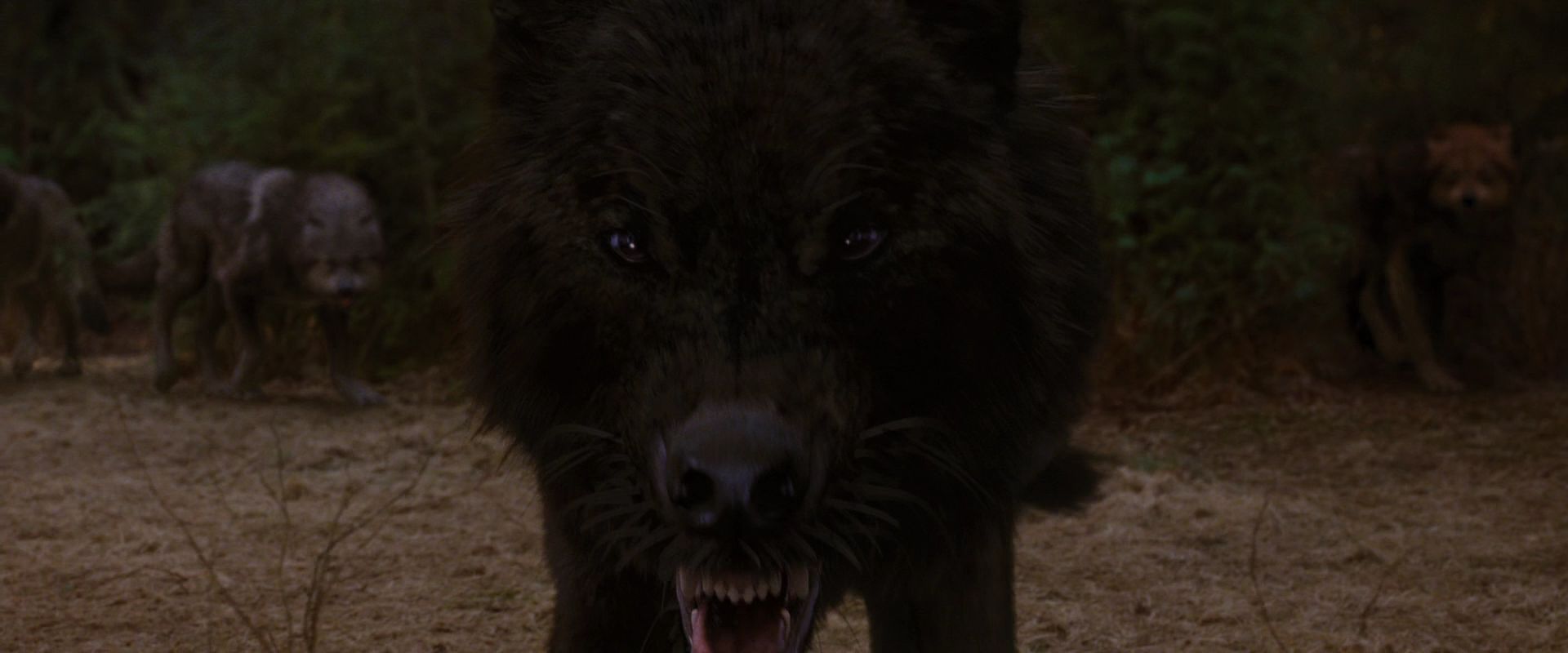 BreakingDawnPt1-0750.jpg