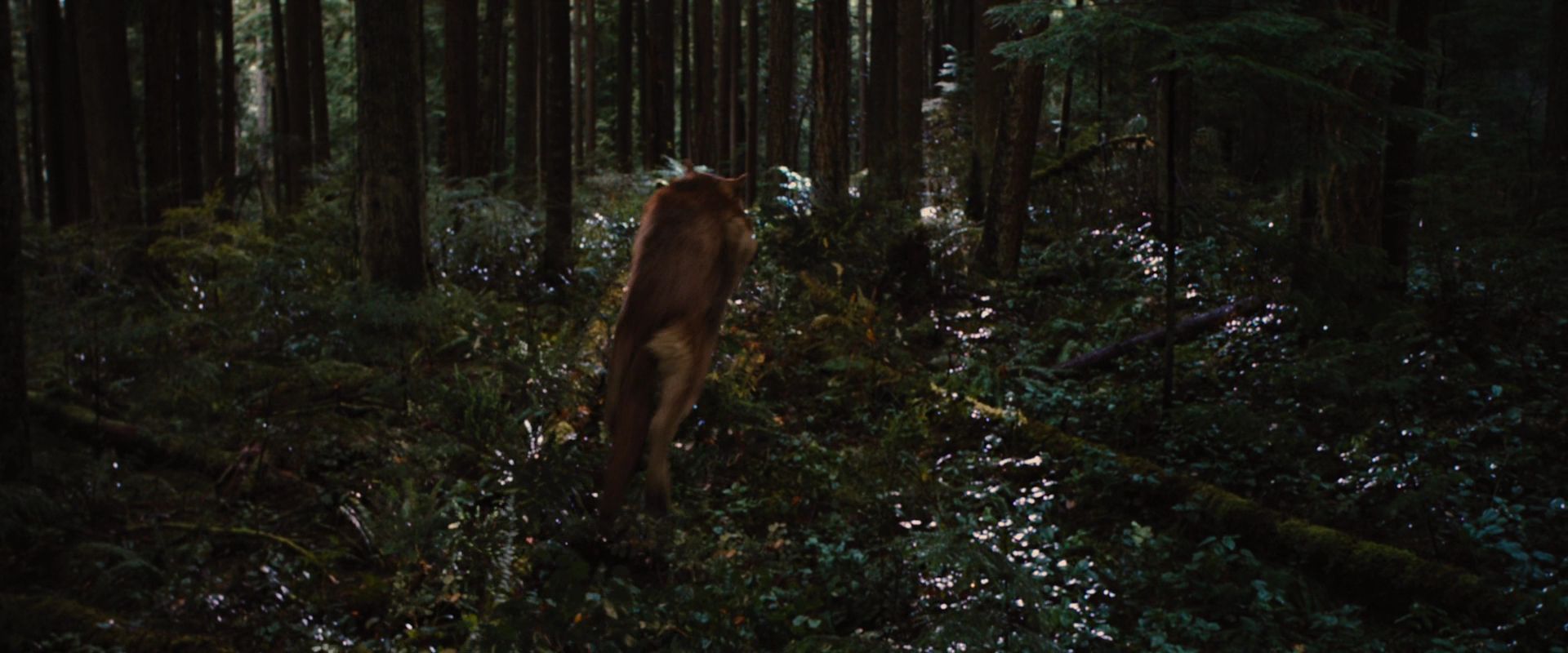 BreakingDawnPt1-2605.jpg