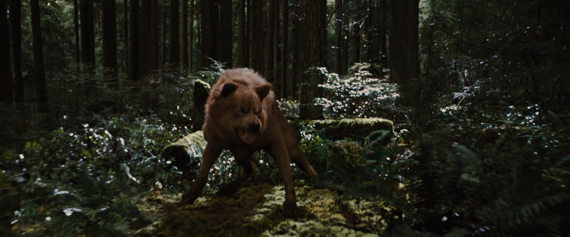 BreakingDawnPt1-2606.jpg
