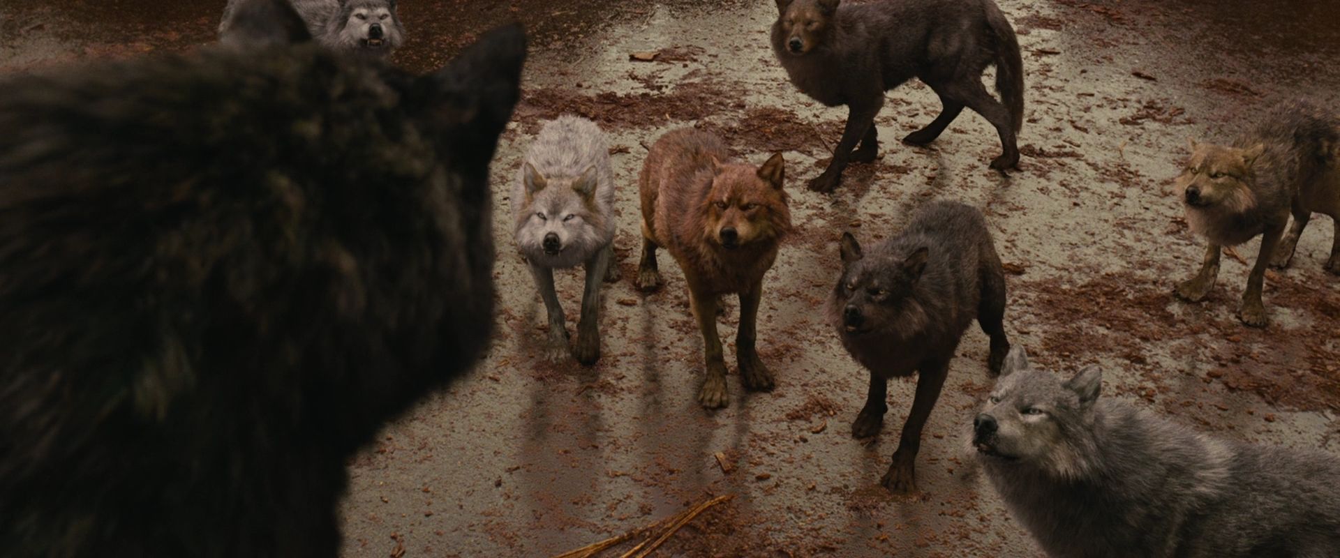 BreakingDawnPt1-2624.jpg