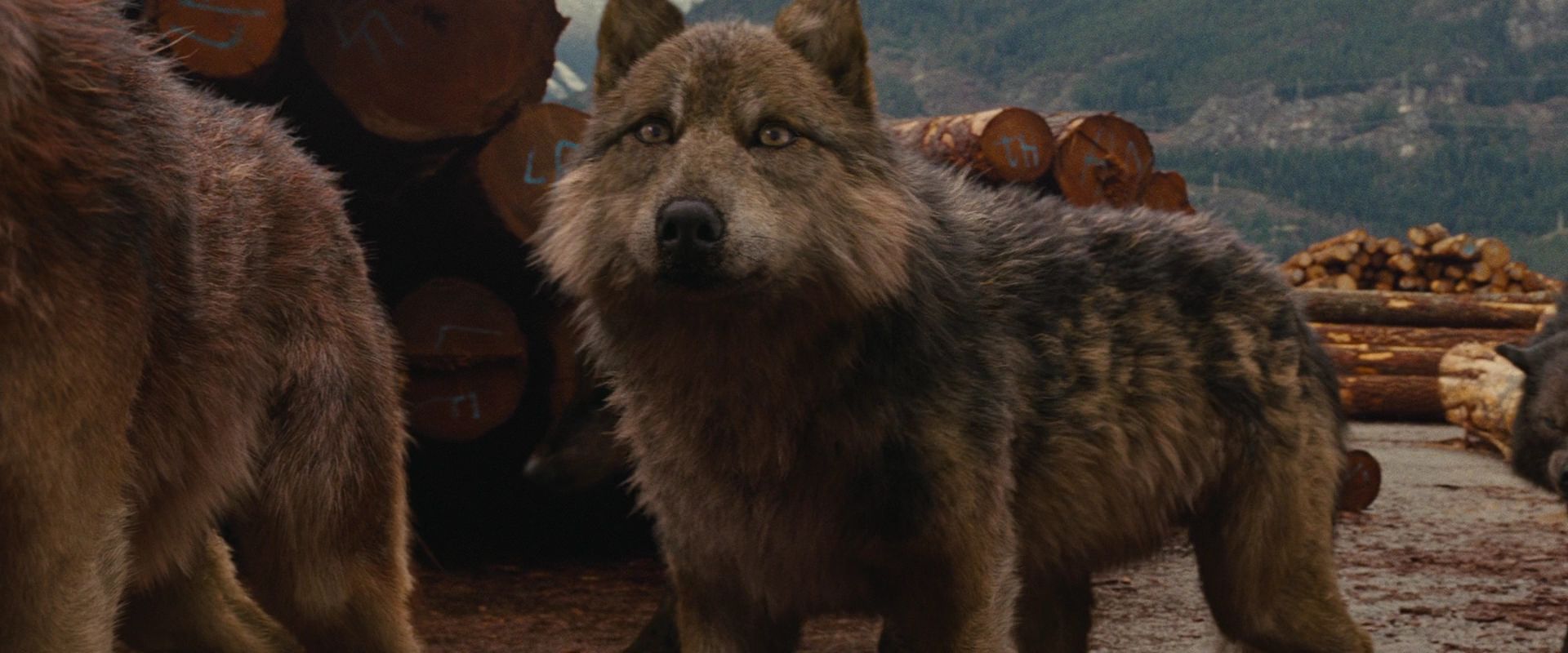 BreakingDawnPt1-2631.jpg