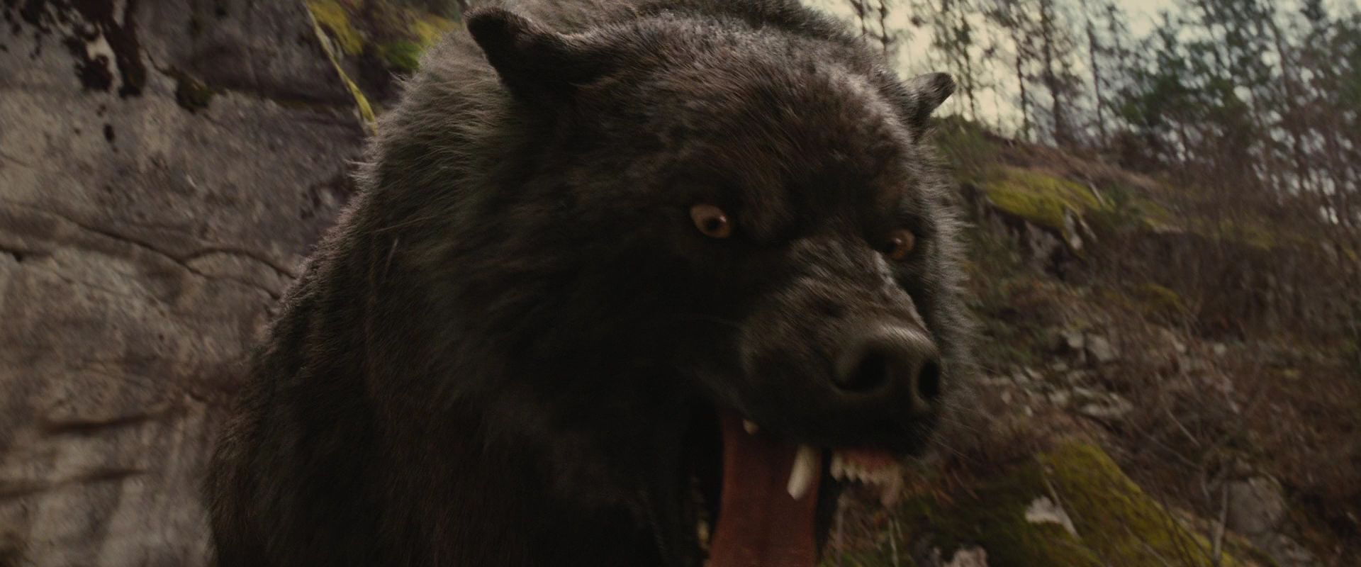 BreakingDawnPt1-2635.jpg