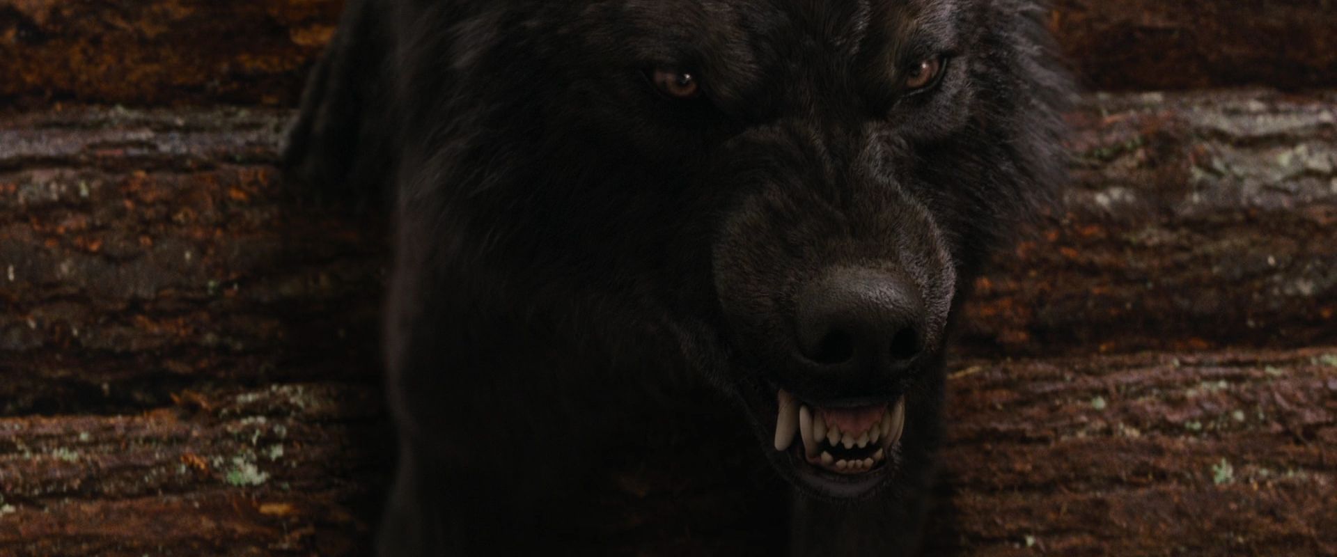 BreakingDawnPt1-2639.jpg