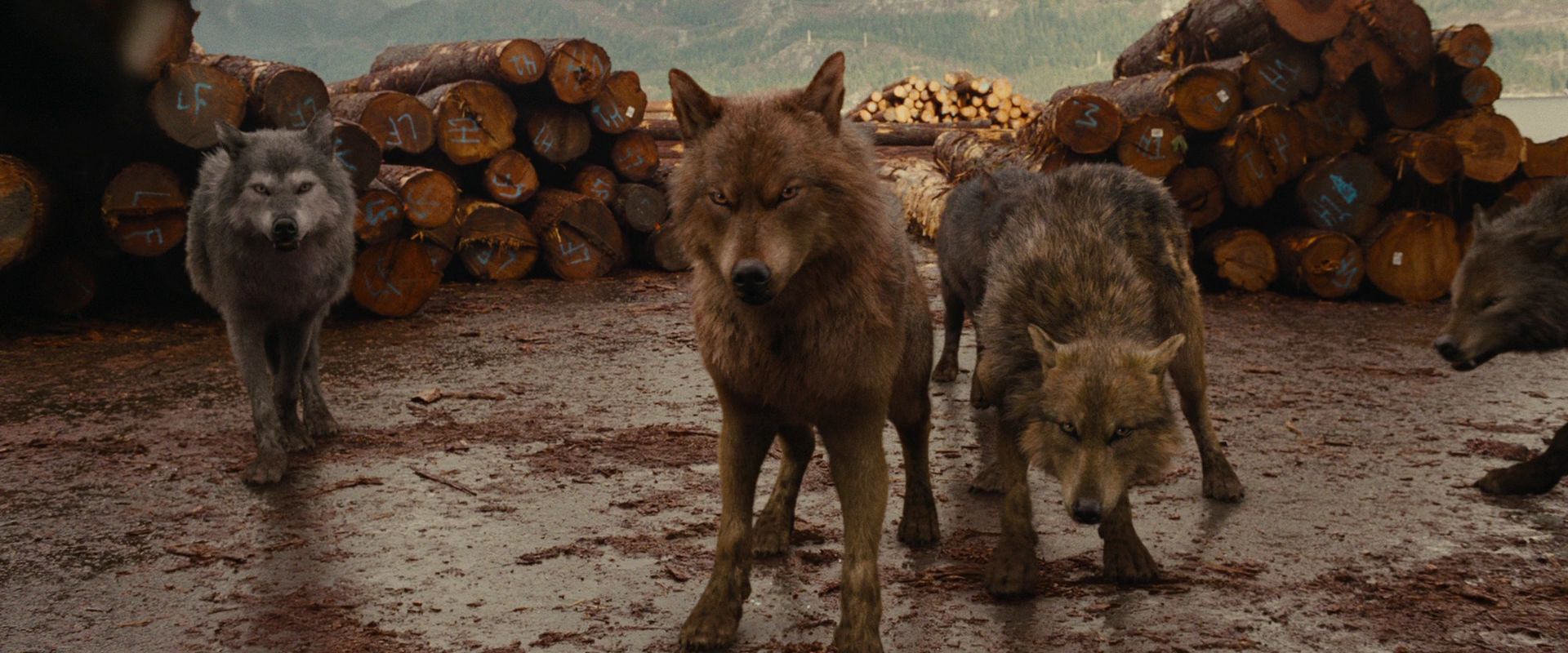 BreakingDawnPt1-2640.jpg