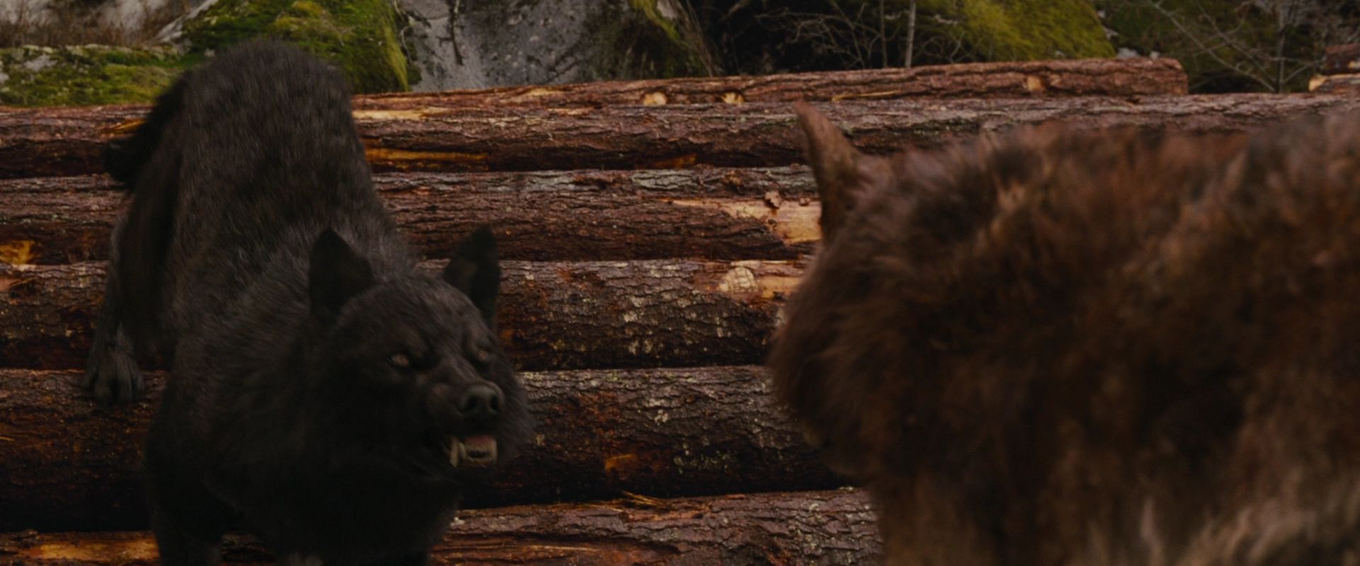 BreakingDawnPt1-2642.jpg