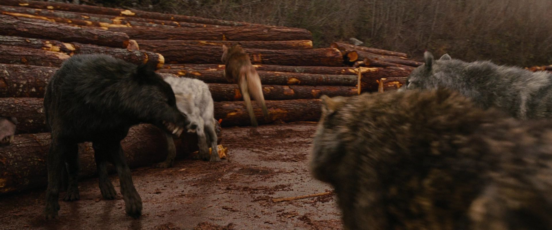 BreakingDawnPt1-2670.jpg