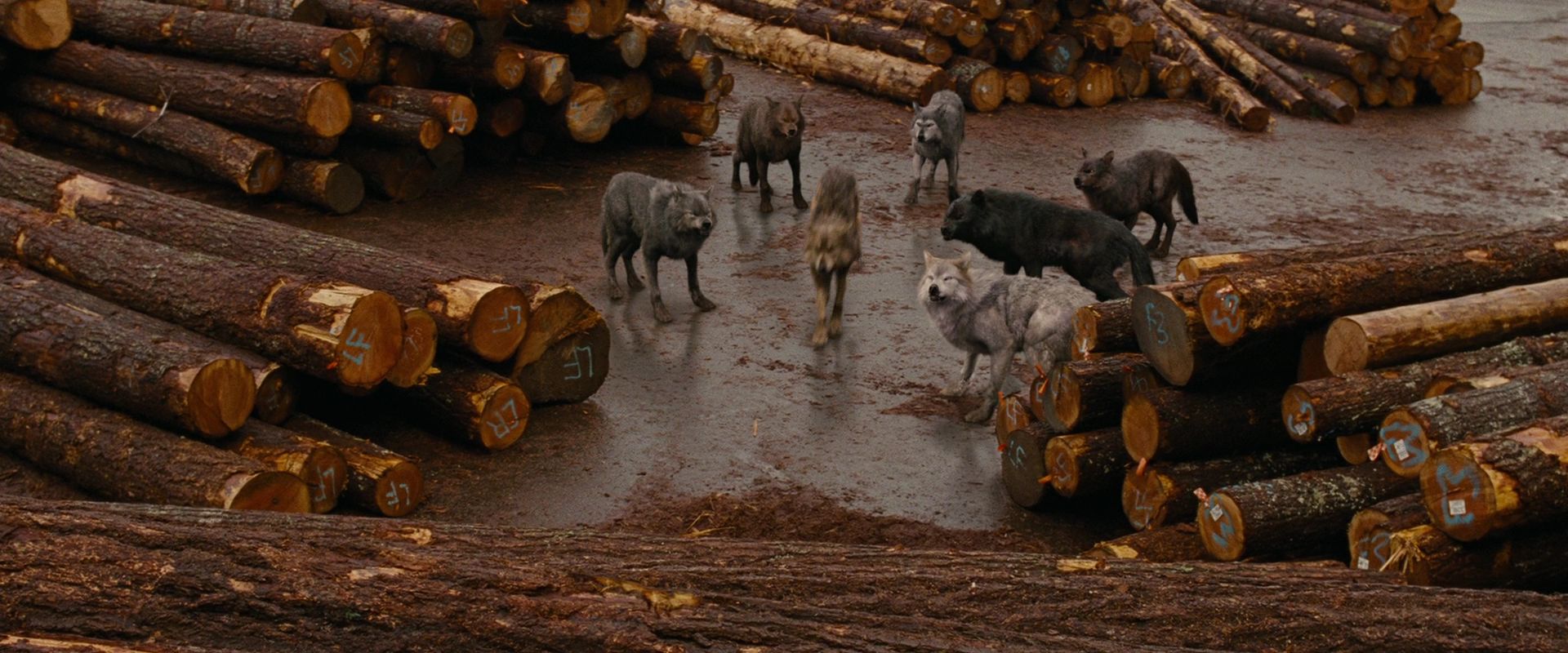 BreakingDawnPt1-2671.jpg