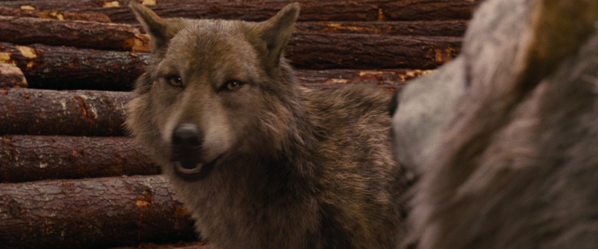 BreakingDawnPt1-2673.jpg