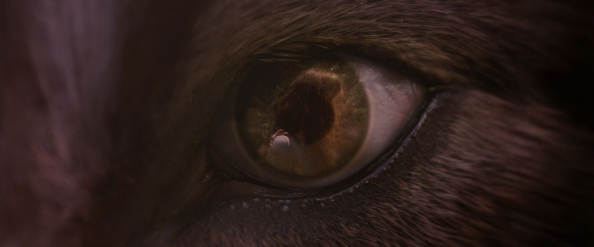 BreakingDawnPt1-3831.jpg