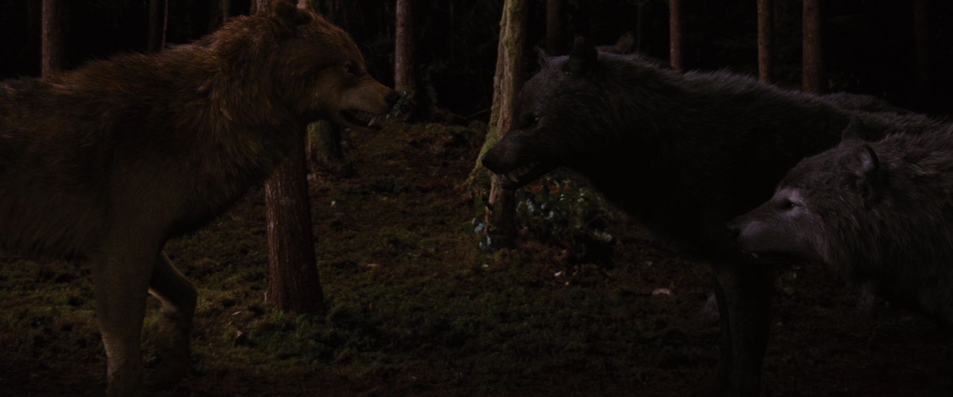 BreakingDawnPt1-3915.jpg