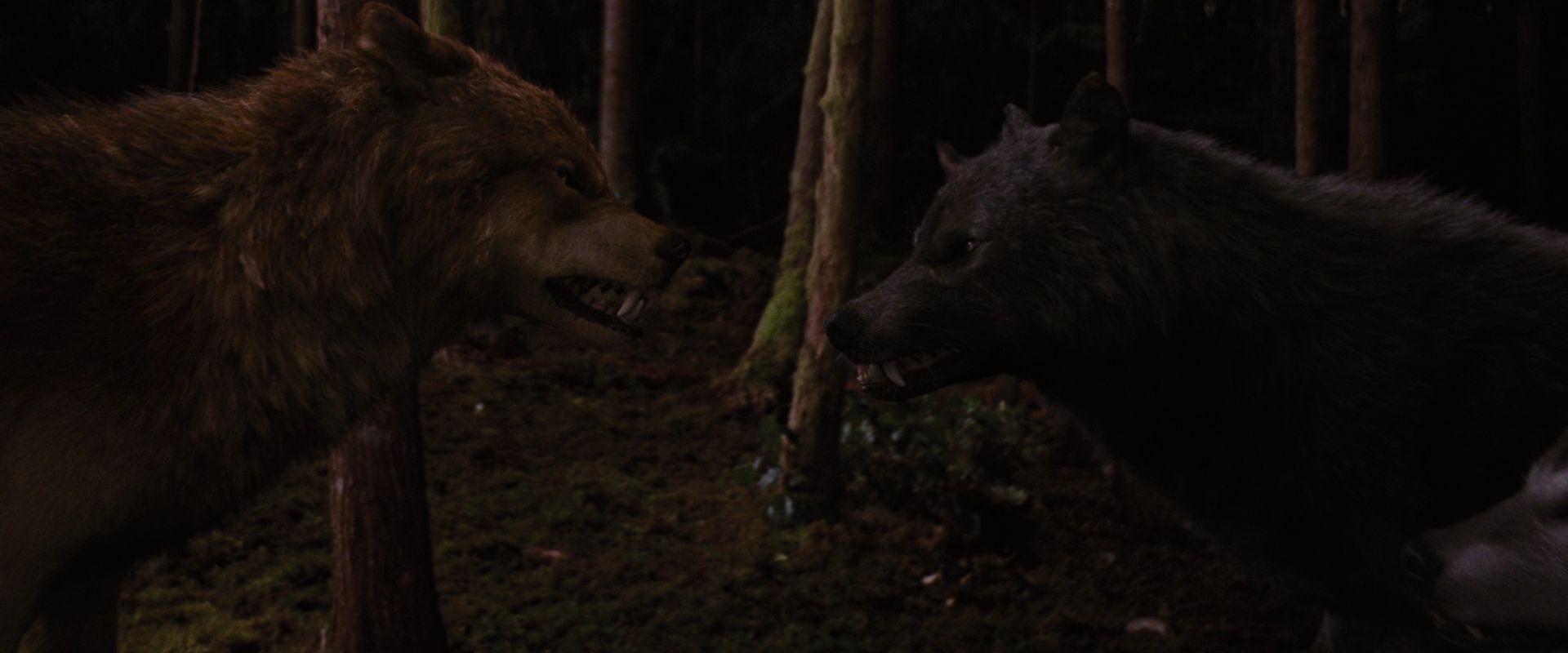 BreakingDawnPt1-3916.jpg