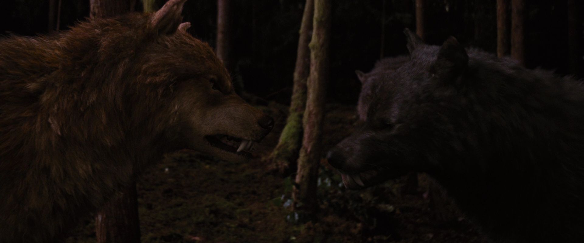 BreakingDawnPt1-3917.jpg