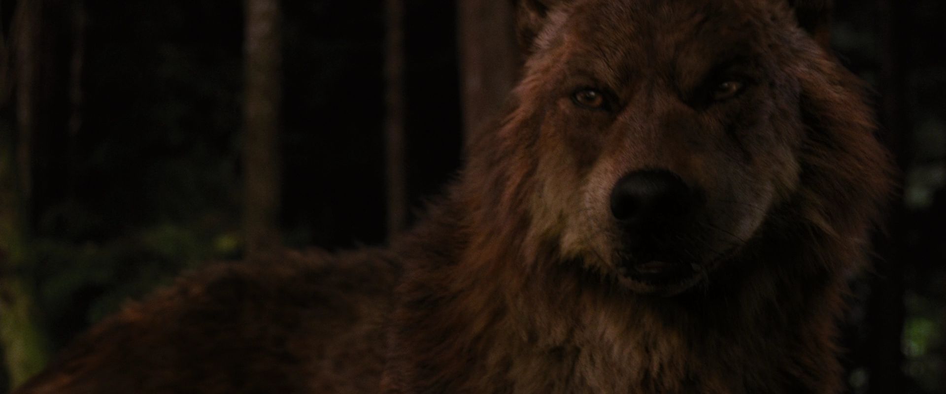 BreakingDawnPt1-3941.jpg