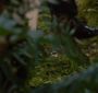 BreakingDawnPt1-0503.jpg