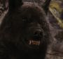 BreakingDawnPt1-2630.jpg